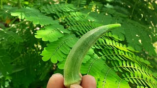 Okra | Abelmoschus esculentus