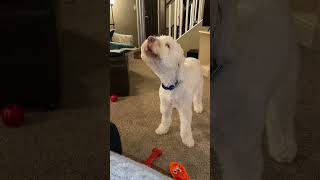 Dog sings along with sisters violin