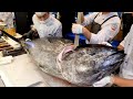 1000인분! 거대한 참다랑어 컷팅 달인. 180kg 참치 해체쇼. / 1000 servings! Amazing Giant bluefin tuna cutting Master.