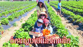 Fresh pick Strawberry 🍓 in California USAបេះផ្លែស្តបប៊ឺរីនៅអាមេរិក