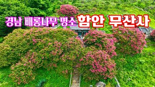 경남 배롱나무 명소 함안 무산사     #무산사 #무산서원 #함안가볼만한곳