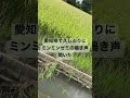 愛知県で久しぶりにミンミンゼミの鳴き声を聞いた