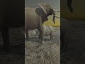 Elephant VS Rhino  Animal Revolt Battle Simulator