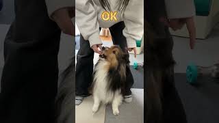 新しい芸を習得中な犬【愛犬シェルティ キキvlog】 #シェルティ #犬 #かわいい