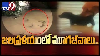 కేరళ వరద నీటిలో కొట్టుకుపోతున్న మూగజీవాలు - TV9