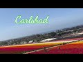 미국las 패밀리 일상 👍 la근처 가볼만한 곳 carlsbad 칼스배드 꽃구경 다이나포인트 dana point the shwack beach grill