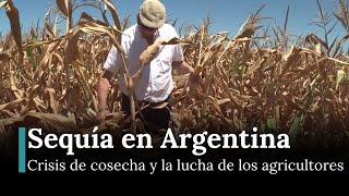 Sequía en Argentina: Hojas marchitas indican un golpe mayor a la cosecha de soja y maíz | AF12