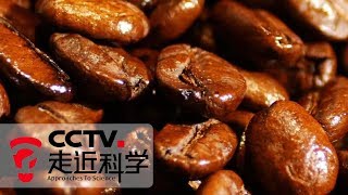 《走近科学》 “智”取咖啡 （上）：云南普洱 既产咖啡又产茶 20190506 | CCTV走近科学官方频道