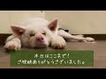 【保護犬預かり】先住犬達から中々相手にしてもらえない新入りいなり君【愛が重め】【7日目】