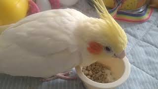 オカメインコのチョコボのモーニングルーティン　2022.12.11