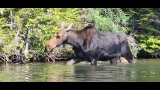 Cow \u0026 Calf MOOSE @ Isle Royale National Park