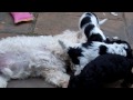 jasper chica white pup hendley pup 7 bullying bobby.mp4