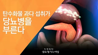 탄수화물 과다 섭취가 당뇨병을 부른다 - (2010.5.6_331회 방송)_치명적인 유혹, 탄수화물