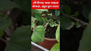 জবা গাছ দারুণ ঝাঁকড়া করে, প্রচুর ফুল পেতে এখনই করে ফেলুন এই দুটি কাজ। #shorts #viral #hibiscus #জবা