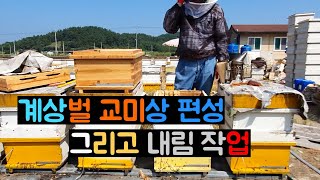 계상벌 교미상 편성 그리고 내림작업(2020.08.25)