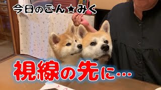 突撃！お母さんの晩ごはん！ 秋田犬【今日のごん★みく】