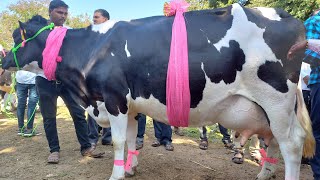 लोणी बाजारची वाघीण | एच एफ गाय बघायला झाली गर्दी | Biggest Cow of Loni Market | Cow market Loni