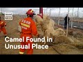 Firefighters Rescue Camel Stuck in a Well #Shorts