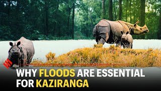 Why floods are essential for Kaziranga's survival | Assam Flood