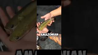 Arapaima fish|The Faithful Arapaima of the Amazon shorts #arapaima