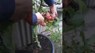 收获粉色番茄西红柿 Harvesting Brandy Wine Tomatoes