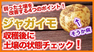 家庭菜園や農園のジャガイモ栽培はそうか病に要注意！土壌改善するジャガイモの育て方！【農家直伝】Tips for checking the soil after harvesting potatoes.