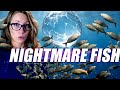 The Dreamlike Effects of this Fish Are Absolutely Horrifying