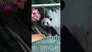 240704 萌兰9岁生日快乐！开心吃播~#panda #大熊猫 #cutepanda #menglan #cute #萌兰