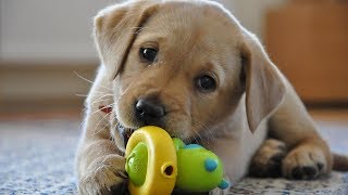 Funny Dogs Playing With Toys - Funny Dog Videos 2017 Funny Dogs Playing With Toys - Funny Dog Videos 2017