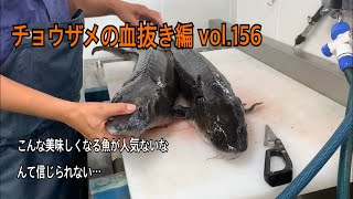 チョウザメの血抜き編 vol.156