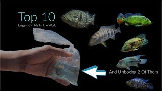 Top 10 Largest Cichlids In The World...Unboxing 2