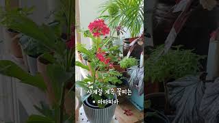 마타피아 키우기 #힐링영상 #베란다정원