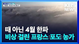 [글로벌K] 때 아닌 4월 한파…비상 걸린 프랑스 포도 농가 / KBS  2022.04.05.