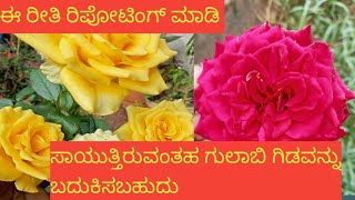 ಸಾಯುತ್ತಿರುವಂತಹ ಗುಲಾಬಿ ಗಿಡವನ್ನು ಬದುಕಿಸಬಹುದು # ಯಾವ ರೀತಿ ರಿಪಾಟಿಂಗ್ ಮಾಡಿದರೆ  ಗಿಡವನ್ನು ಬದುಕಿಸಿಕೊಳ್ಳಬಹುದು