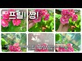 제라늄 121 _🌷4k_가을제라늄 추천해보았습니다. 딱1개 추천해봤어요. 프릴깡패에 이쁜 분홍이랍니다. 🌱한국제라늄 유럽제라늄