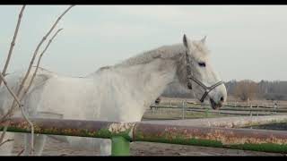 Unbridled Beauty. Exploring the World of Horses
