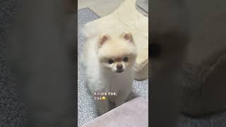 곧 말할듯한 강아지 #pomeranian #강아지 #강아지브이로그 #puppy #강아지일상 #pets #반려견 #cutedog #cute