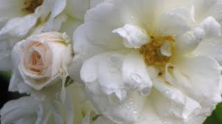 2  வகையான வெள்ளை கொடிரோஜாச் செடிகள், ஓர் சிறிய பார்வை/2 types of white creeper roses