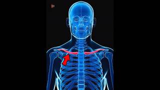 The Floating Hyoid Bone In Human Body |😲😲| #shorts