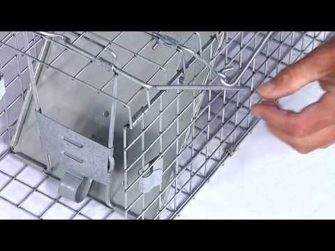 How to Set: Havahart® Medium Collapsible 1-Door Trap Model #1088 for Rabbits & Skunks How to Set: Havahart® Medium Collapsible 1-Door Trap Model #1088 for Rabbits & Skunks