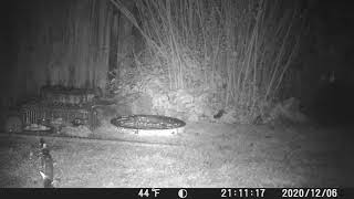 Funny jumpy Small juvenile Wild Hedgehog  in Cambridge UK 6dec2020 911p