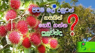 22 පිරිමි ගහක් ගෑනු කරමු. මල් රඹුටන් ගහක ගෙඩි ගන්න පුලුවන් ? grafting - rambutan tree sri lanka