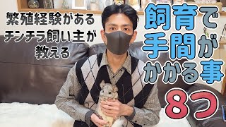 【チンチラお迎えする前に見てほしい】チンチラ飼育で手間＆困る8つの事