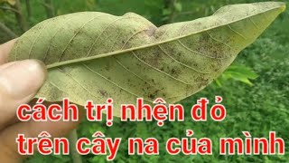 trị nhện đỏ hại cây na quả