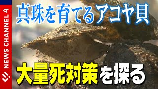 【アコヤ貝】大量死で３億円の被害！？真珠産業をどう守る？対策最前線に密着＜NEWS CH.4＞