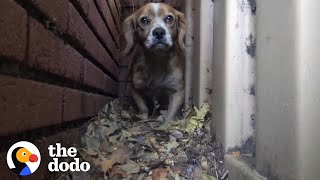 Dog Was So Scared He Hid Behind Building From People | The Dodo