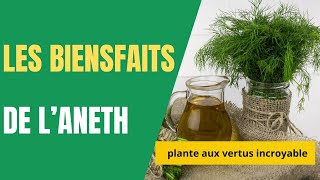 découvrez les vertus de l'aneth