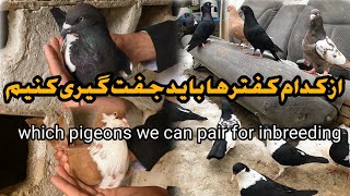 از کفتر ها باید جفت گیری کنیم | which pigeons we can pair for inbreeding | wazha