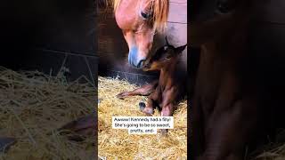 I mean…this foal is still pretty! 🤣😍💕 #foal #babyanimals #horse #horsevideos #horsevideo