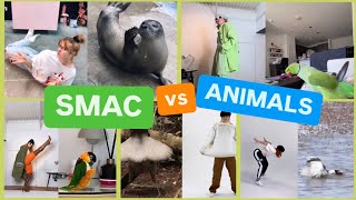 SMAC versus ANIMALS for 9 whole minutes 👀